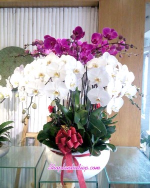 Chậu hoa gồm lan trắng và lan hồ điệp tím, tạo nên vẻ đẹp sang trọng và nổi bật.