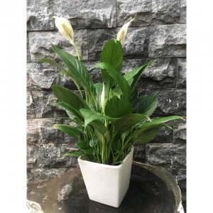 3772456aa215d05382a42267664523c9