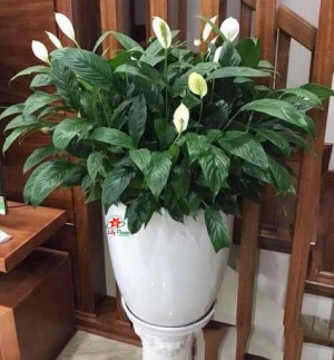 99fa07dd1f1ce142b80d