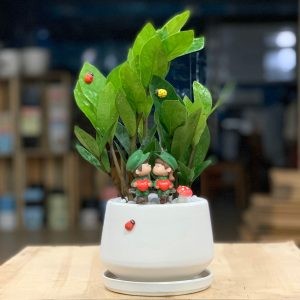 Cây-Kim-tiền-để-bàn-2-300x300 - Copy