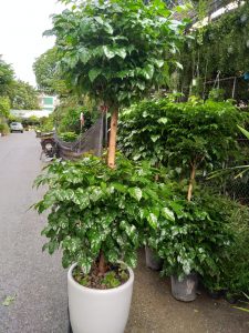 c05baa705c9f84c1dd8e-225x300 - Copy