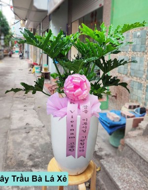 cay-trau-ba-la-xe