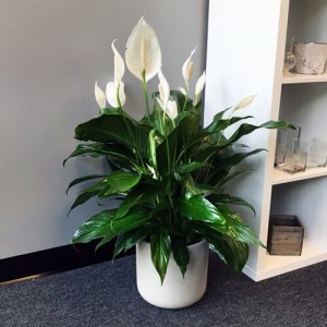 same_day_plant_delivery_baltimore_peace_lily_spathiphyllum_1