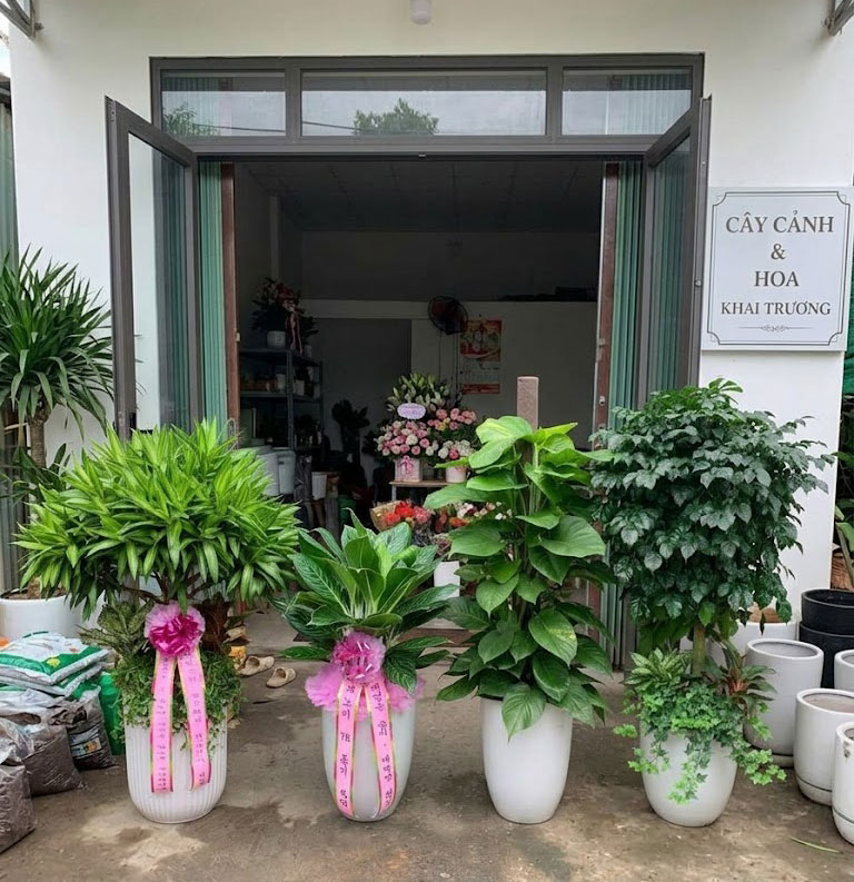 shop cây cảnh hàn quốc
